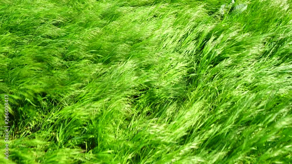 Shooting of a grass in the movement. Shooting of a grass in the movement.