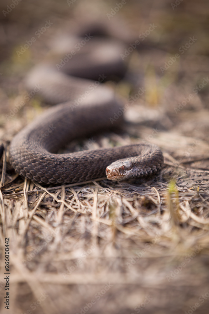 Obraz premium Viper crawling on the dried grass land on a sunny day. Venomous snake, which is extremely widespread in most parts of Western Europe.