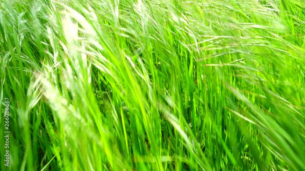 Shooting of a grass in the movement. Shooting of a grass in the movement.
