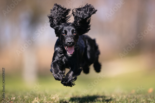 happy dog ​​has a great time photo