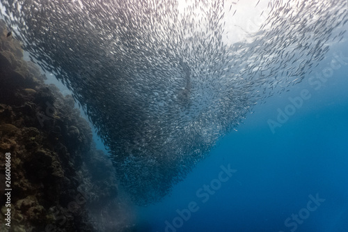 Free diving with a massive school of sardines in a shallow coral reef