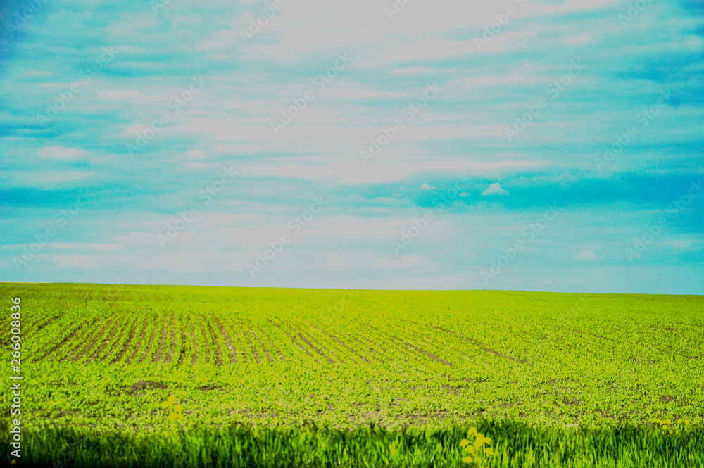 Obraz premium green field and blue sky