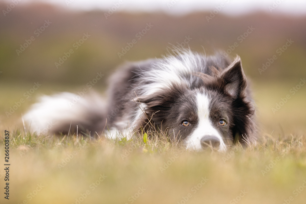 happy dog ​​has a great time