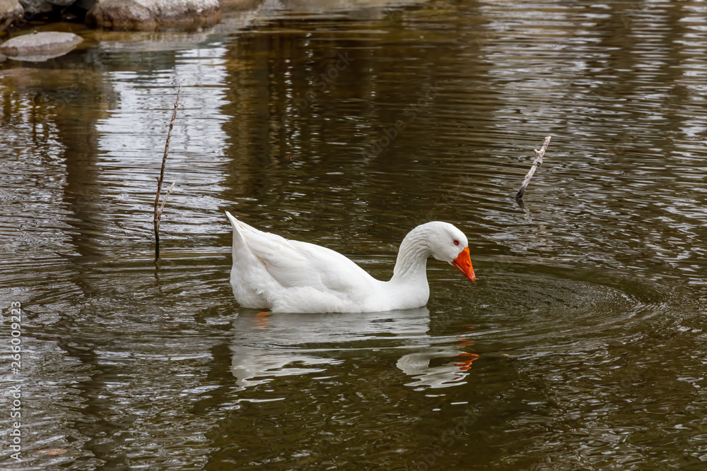 white goose swimming in a city park pond in spring white goose swimming in a city park pond in spring