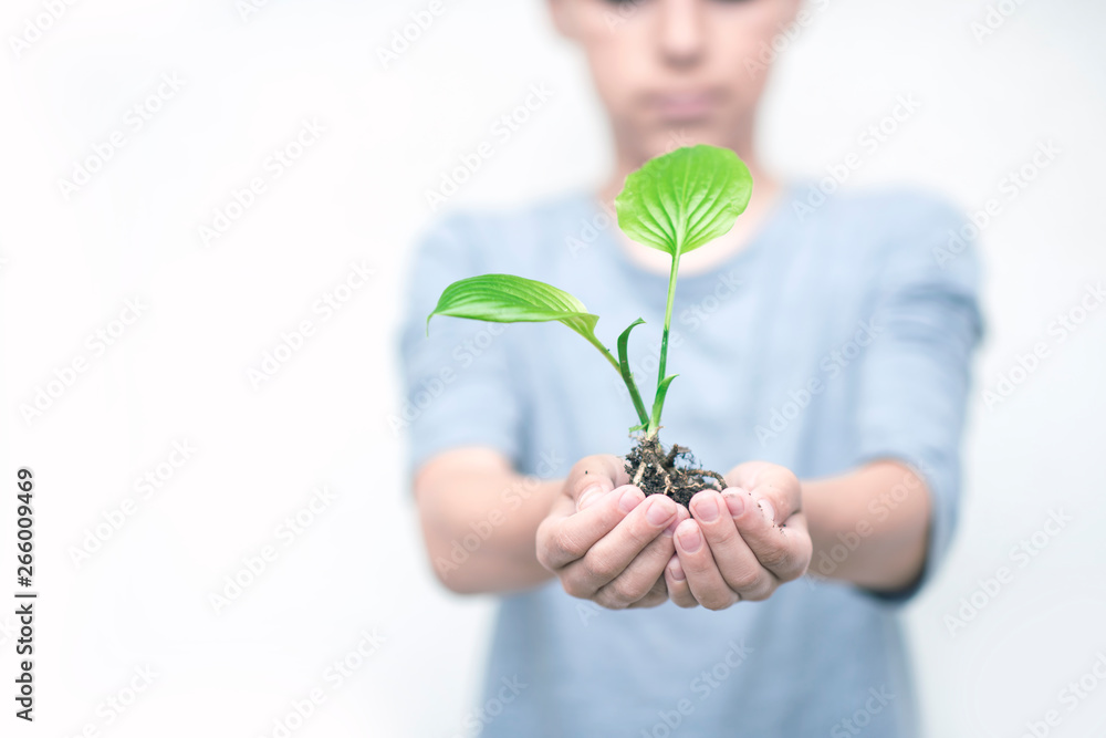 children's hands holding young green plant children's hands holding young green plant
