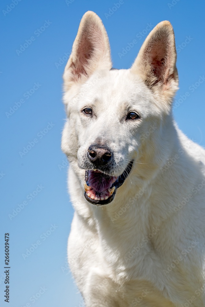 happy dog has a great time happy dog has a great time