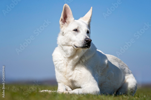 happy dog       has a great time