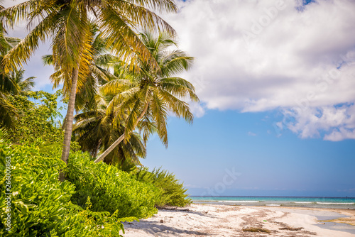 palm tree on tropical beach