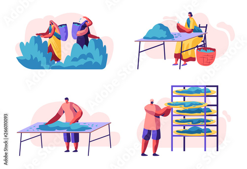 Tea Pickers Set. Male and Female Characters in Traditional Indian Clothes Collecting Fresh Tea Leaves on Plantation, Fields. Sorting Out, Drying for Sale, Cultivation. Cartoon Flat Vector Illustration