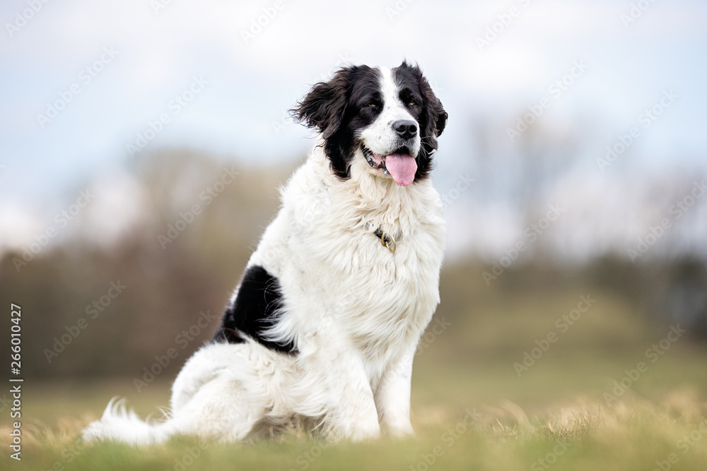 happy dog has a great time happy dog has a great time