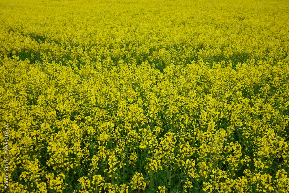 Orgy of yellow and green, blooming canola fields Orgy of yellow and green, blooming canola fields