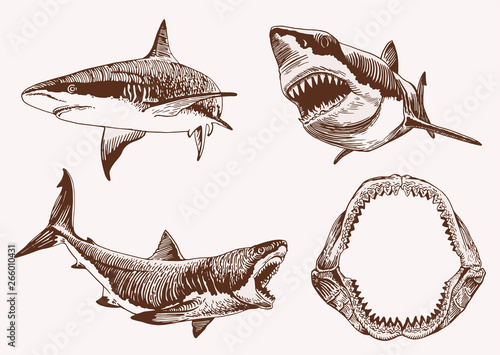 Graphical vintage set of sharks , vector retro illustration