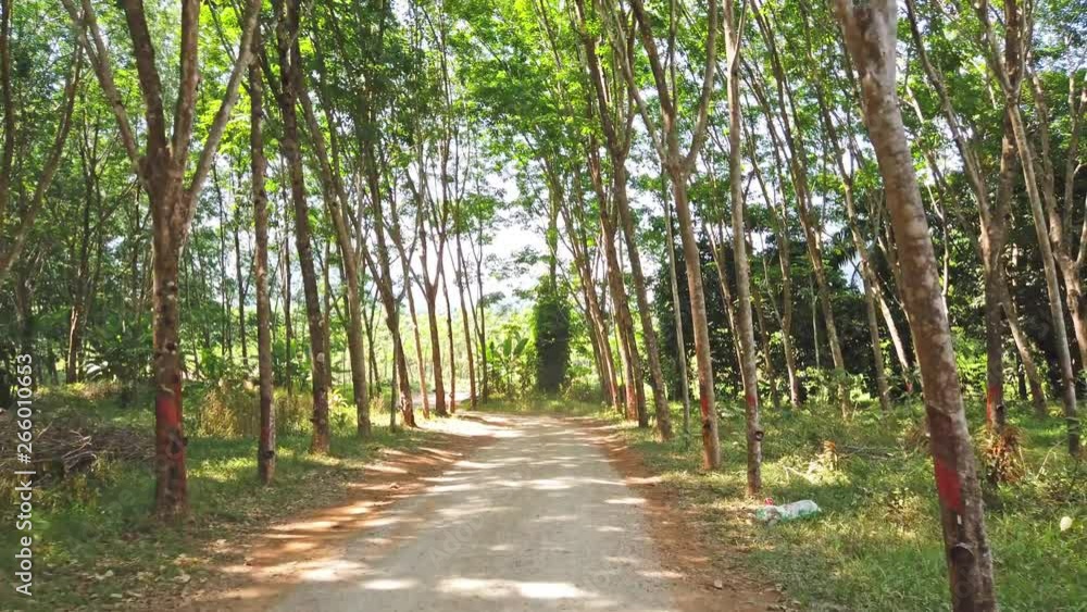 Back view from driving car on road through Thailand tropical jungle forest with green palm and hevea trees. 4K clip Back view from driving car on road through Thailand tropical jungle forest with green palm and hevea trees. 4K clip