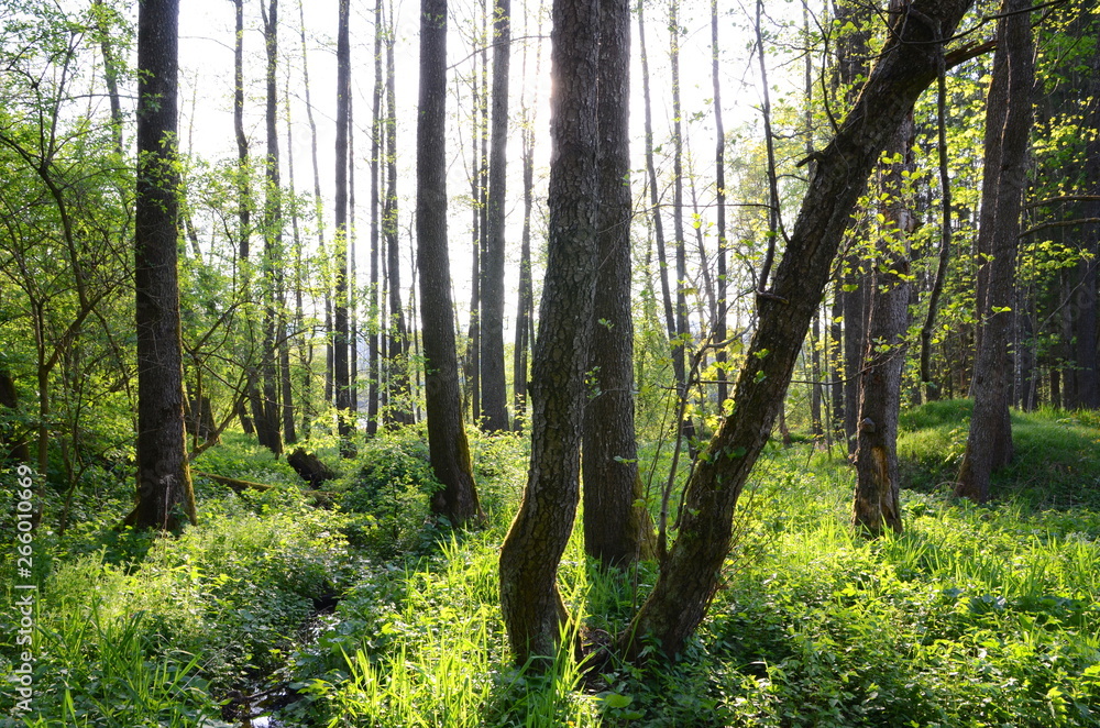 Fototapeta premium Forest in spring with sun shining through the trees