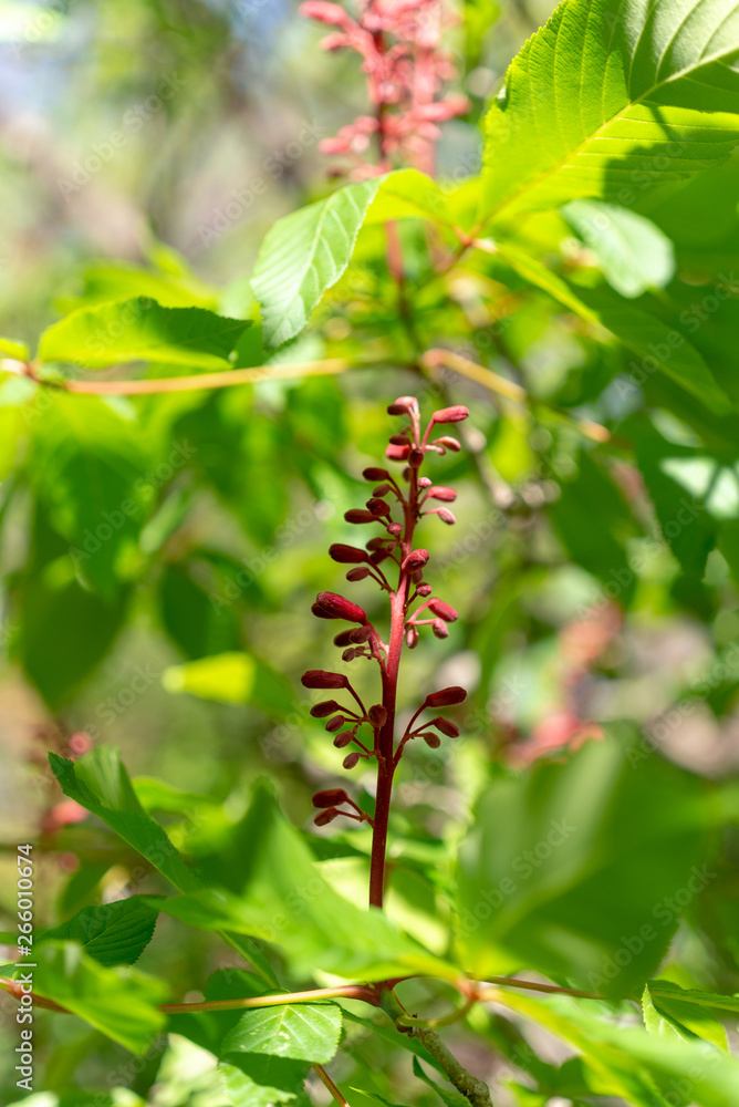 Red buckeye flowers, Aesculus pavia, in the spring. Hummingbird attractor. Red buckeye flowers, Aesculus pavia, in the spring. Hummingbird attractor.