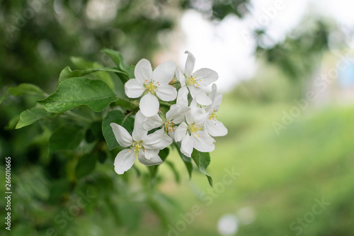 Apple blossom in spring rainy day. Close-up