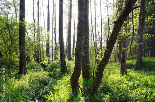 Forest in spring with sun shining through the trees © Alois