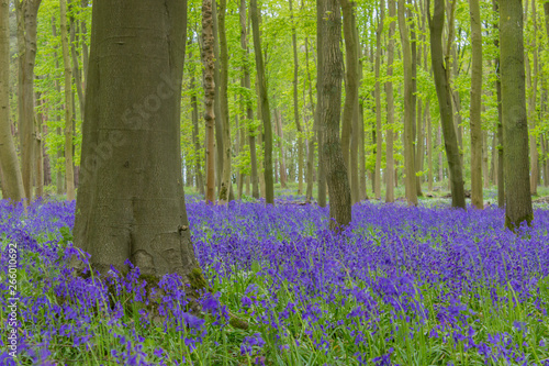 Fototapeta Naklejka Na Ścianę i Meble -  Beautiful bluebell wood in England - forest with flowers