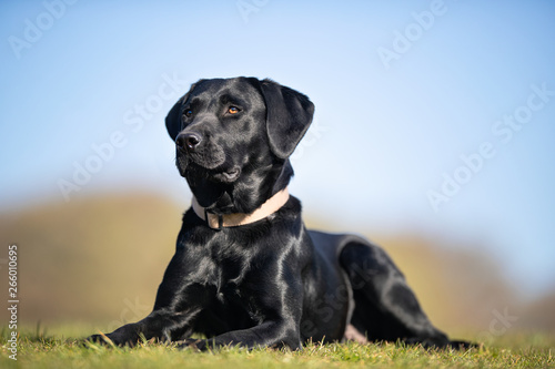 happy dog ​​has a great time