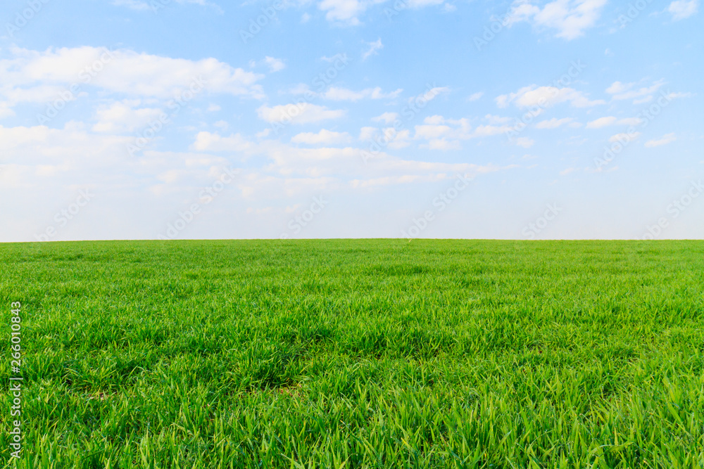 classic screensaver for computer, green field and blue sky