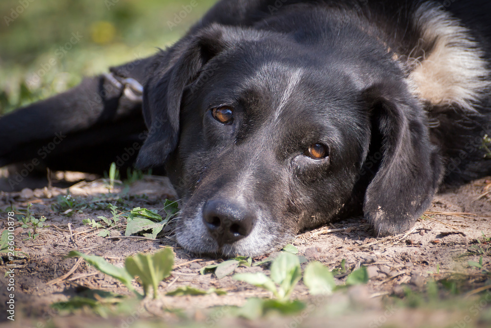 Dog, the brown dog lies down on ground, it is pets that is tame. Dog, the brown dog lies down on ground, it is pets that is tame.