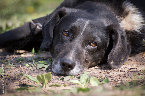 Wallpaper Mural Dog, the brown dog lies down on ground, it is pets that is tame. Torontodigital.ca