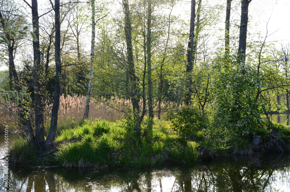 Sun shining through trees at a fishpond in springtime Sun shining through trees at a fishpond in springtime