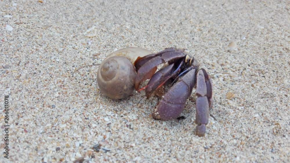4K closeup clip of big hermit crab on sand beach crawling back to shell 4K closeup clip of big hermit crab on sand beach crawling back to shell