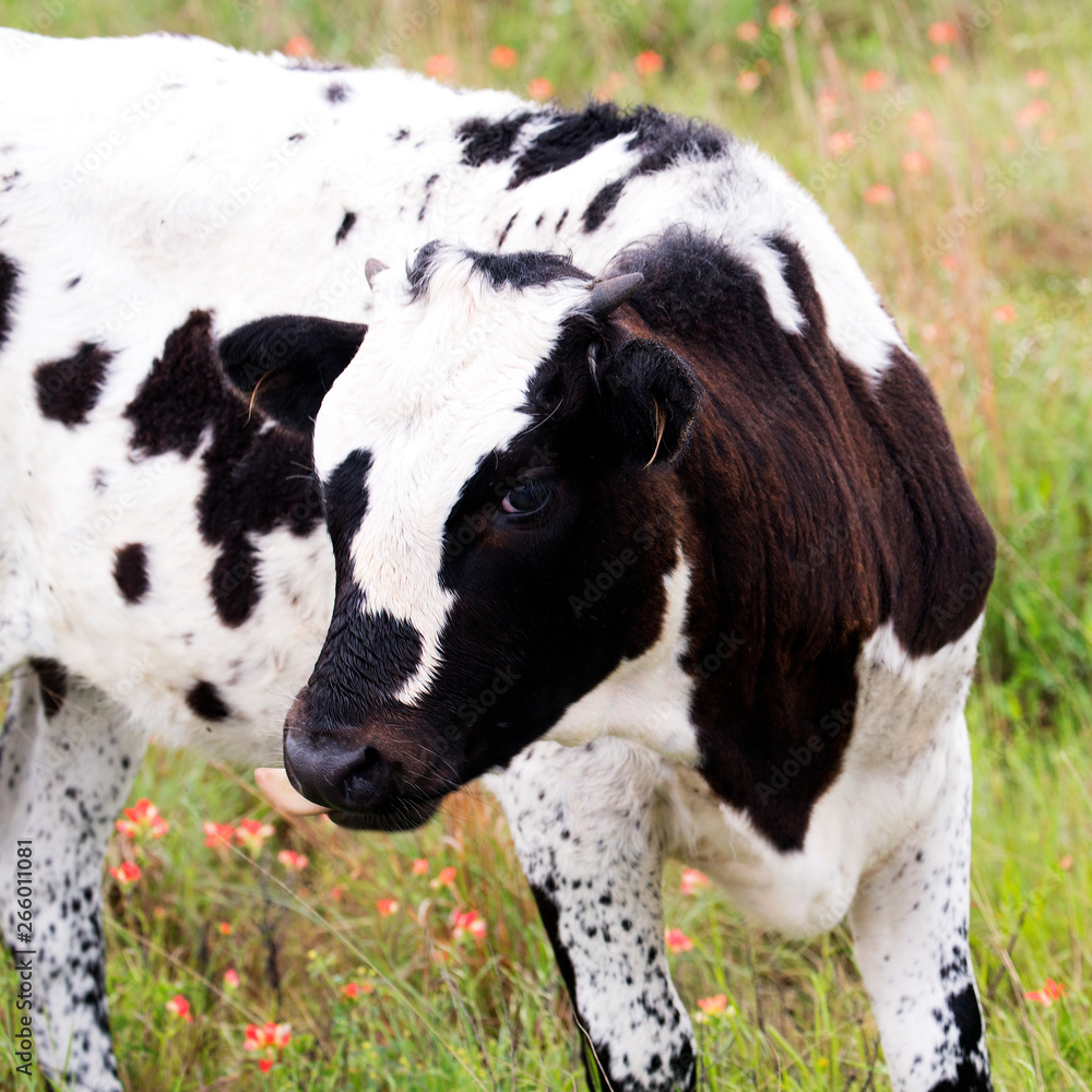 Longhorn Calf Longhorn Calf