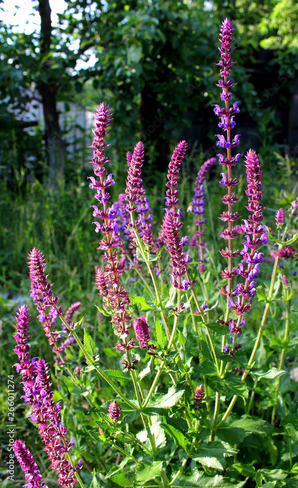 Obraz premium salvia sun garden