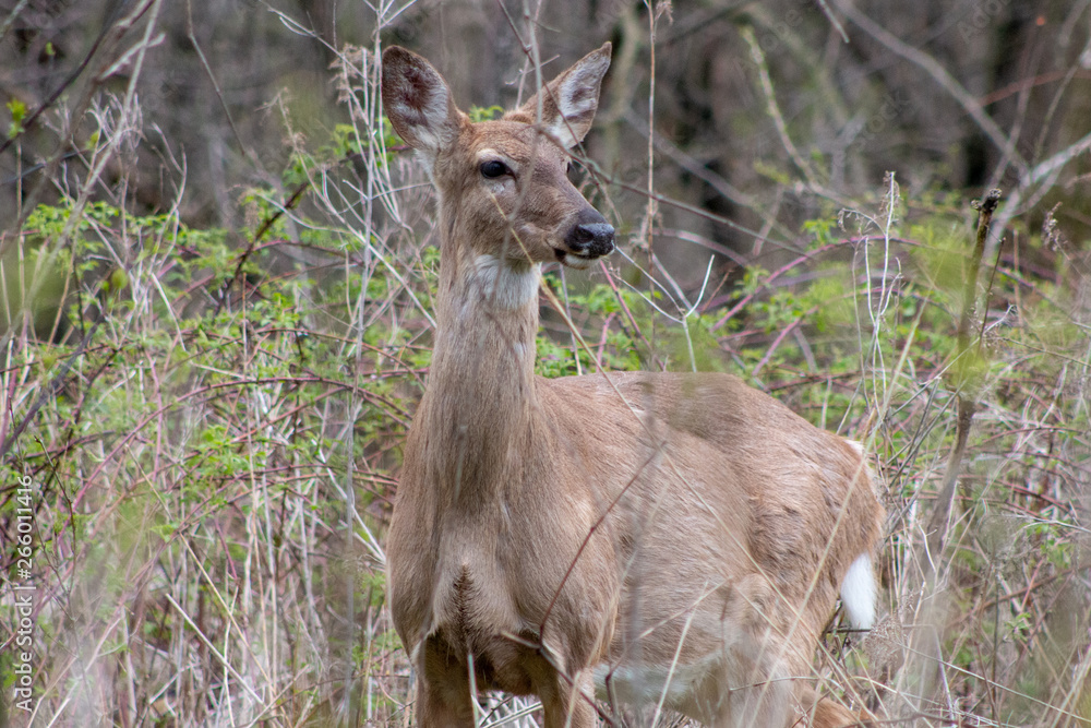 This Whitetail Buck was searching for doe along this very colorful tree line at sunrise on this late Autumn morning.