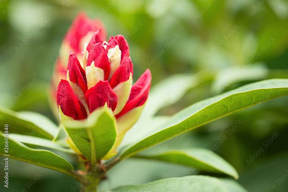 Rhododendron buds, close up, selective focus