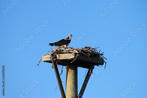 stork on nest