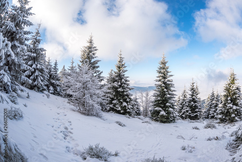Frozen Trees, Fresh Snow In Beskydy Mountains, Travny peak, Czech Republic