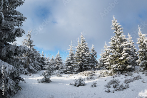 Frozen Trees  Fresh Snow In Beskydy Mountains  Travny peak  Czech Republic