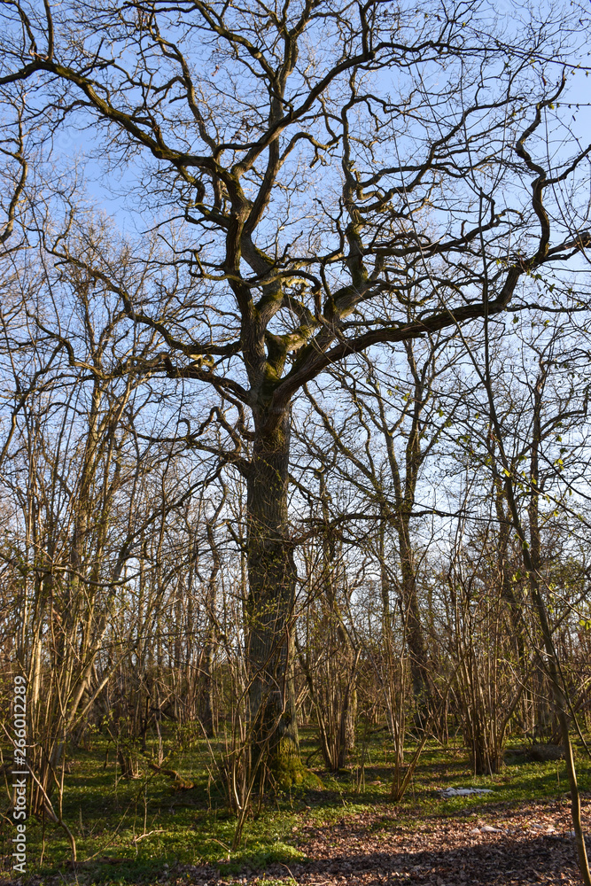 Big oak tree by early springtime