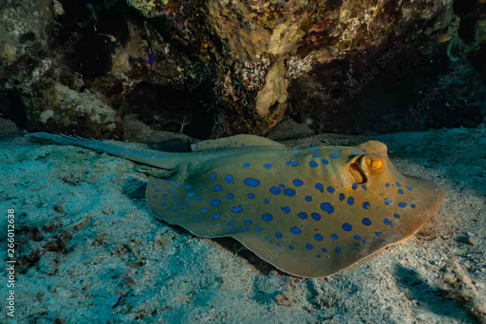 Fototapeta premium Blue spotted stingray On the seabed in the Red Sea