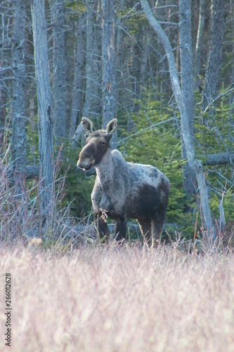elk in the forest