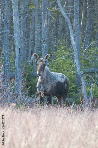 deer in the forest