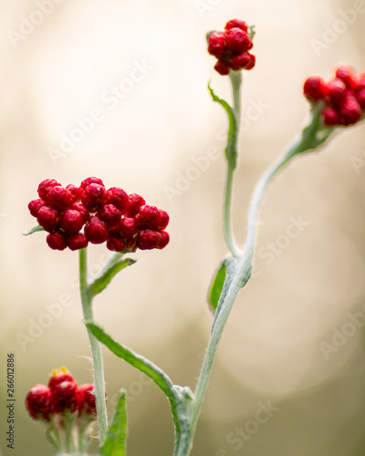 Helichrysum sanguineum