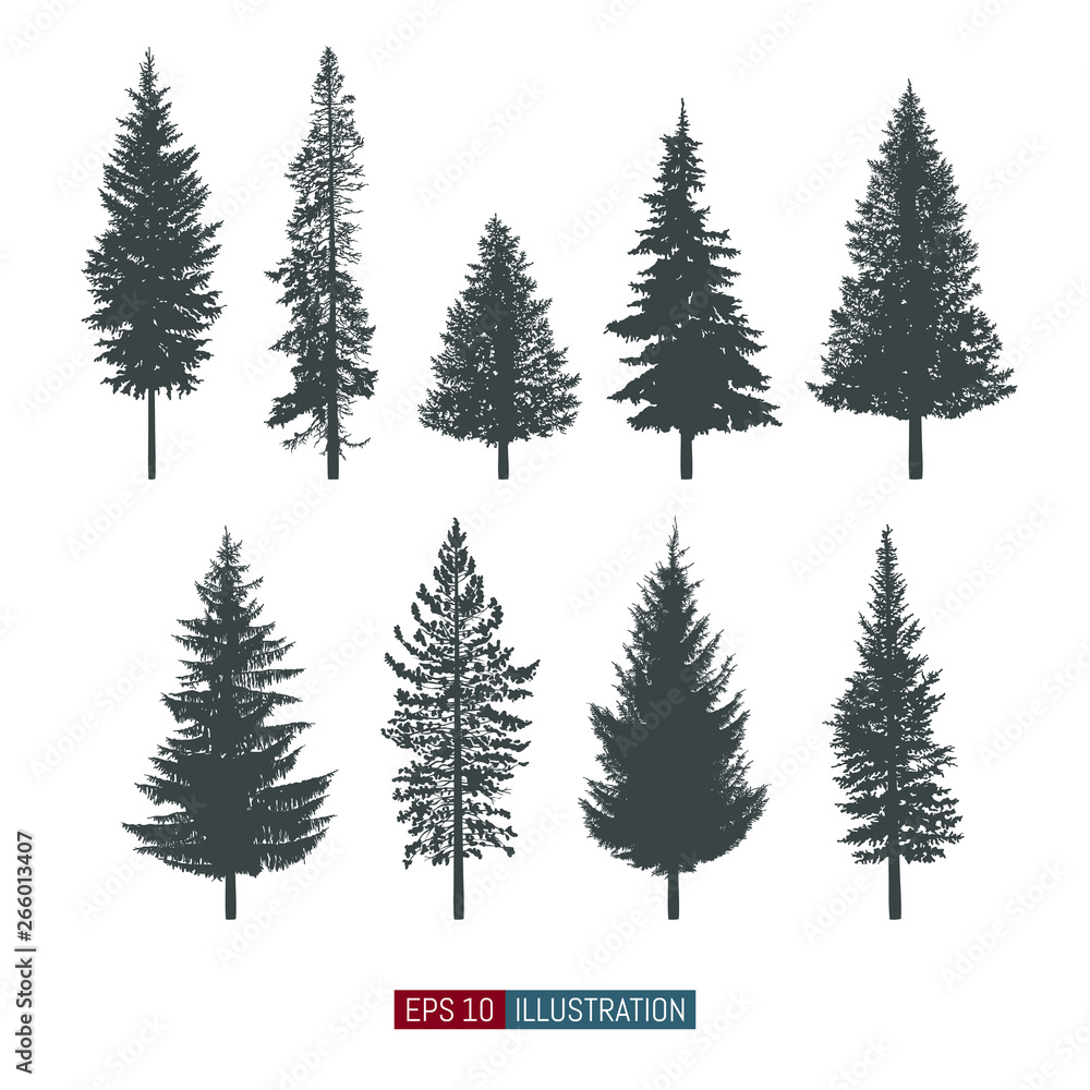Obraz Coniferous tree isolated silhouettes set. Pine tree and fir tree flat icons. Elements for your design works. Vector illustration.