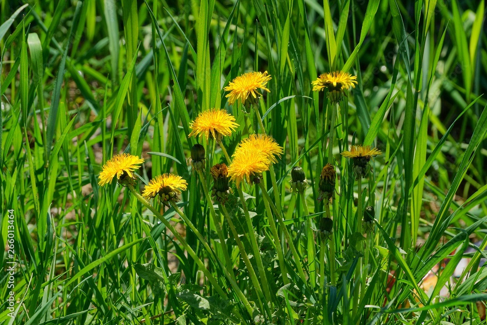 yellow dandelions among green grass in a field yellow dandelions among green grass in a field
