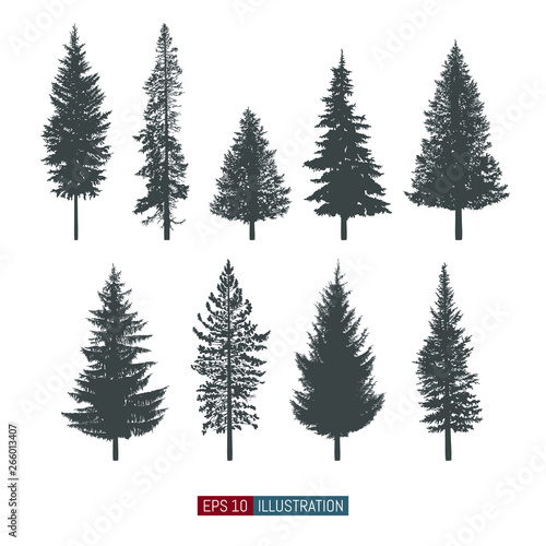 Coniferous tree isolated silhouettes set. Pine tree and fir tree flat icons. Elements for your design works. Vector illustration.