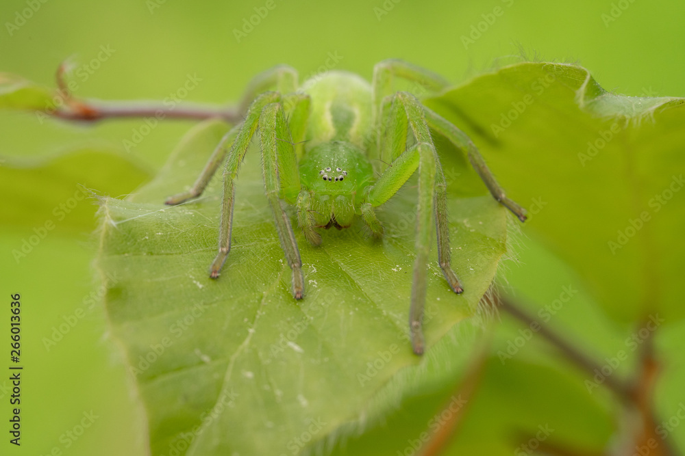 Green huntsman spider, Micrommata virescens camouflaged on leaf, in Czech Republic Green huntsman spider, Micrommata virescens camouflaged on leaf, in Czech Republic