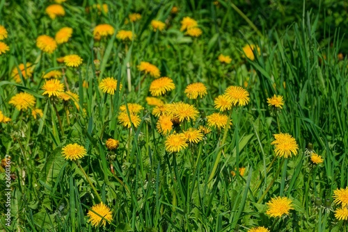 a lot of yellow dandelions among the green grass in the field