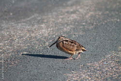 duck on beach