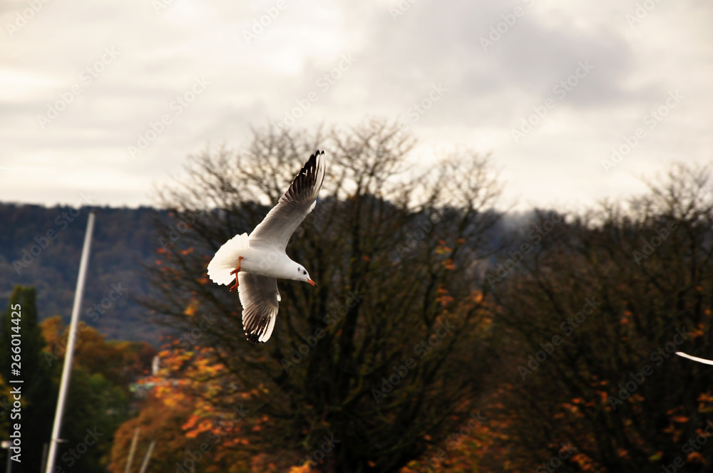 Fototapeta premium Vol de l'oiseau