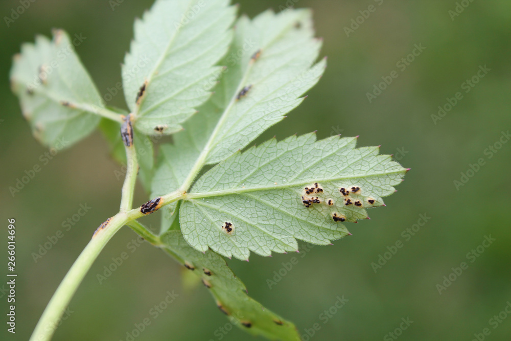 Puccinia aegopodii on green leaf of Aegopodium podagraria or Ground elder Puccinia aegopodii on green leaf of Aegopodium podagraria or Ground elder