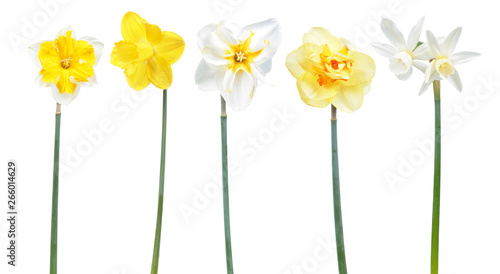 Set of five different Daffodil (Narcissus) flowers isolated on white background. Cultivars: Tahiti (Double Group), Orangery (Collar Group), Trepolo (Papillon Group), Thalia (Triandrus Daffodil Group)