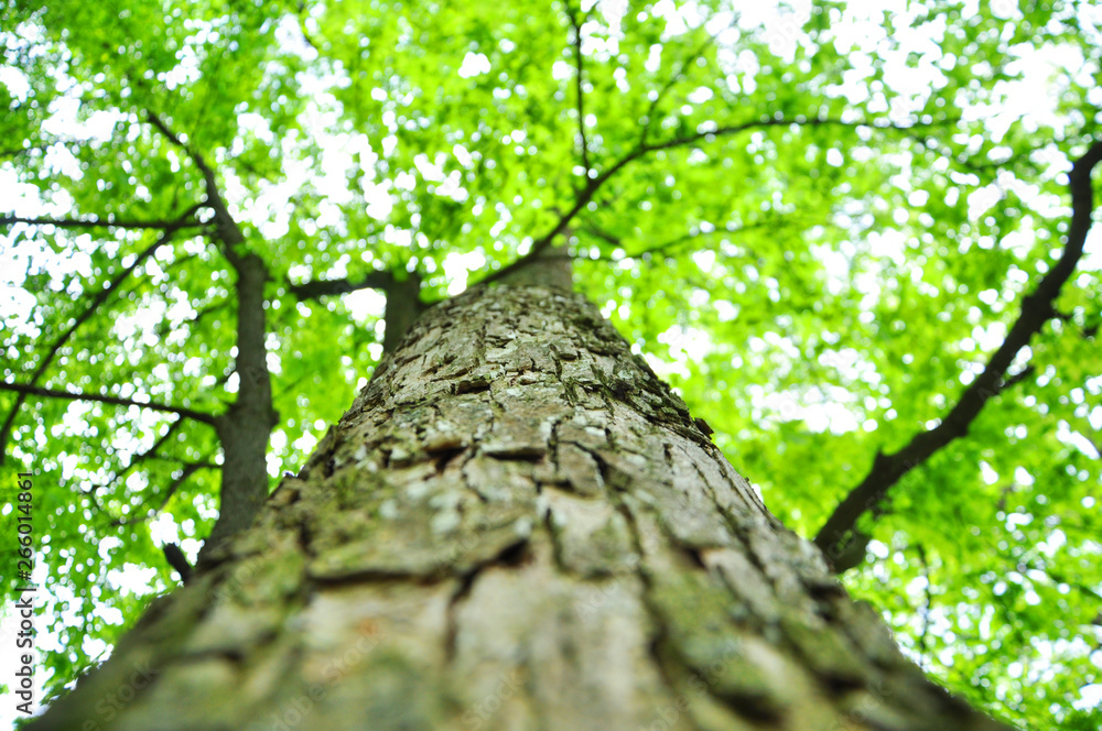 Fototapeta premium tall tree with green leaves